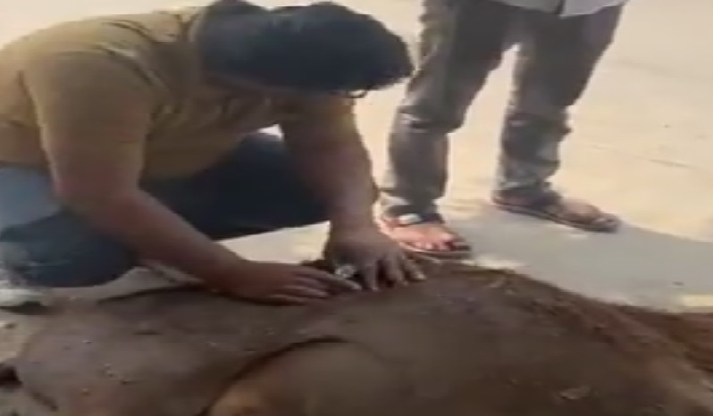 अज्ञात वाहन की टक्कर से गोवंश की मौत, बजरंग दल के कार्यकर्ताओं ने किया अंतिम संस्कार