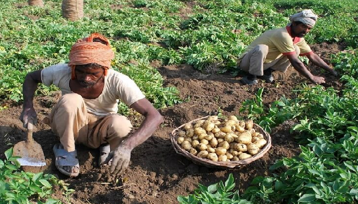 आलू लागत 1200, दाम मिल रहे 600 रुपये