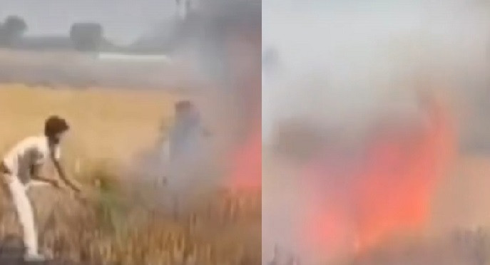 सिसाना में बिजली विभाग की चिंगारी से 60 बीघा गेहूं की फसल जलकर राख, मुआवजे की मांग