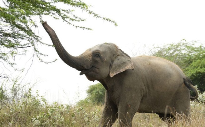 SAVE THE ELEPHANT DAY HIGHLIGHTS EXPLOITATION OF ELEPHANTS IN UNETHICAL TOURISM