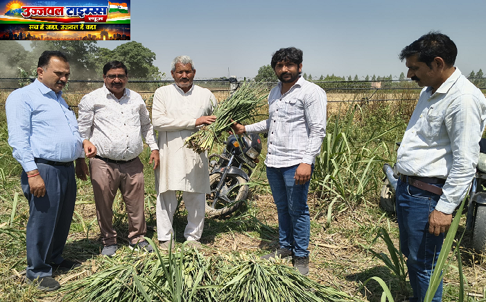 किनौनी मिल के गन्ना अधिकारियों ने किया गन्ने की फसल का सर्वे, गन्ने के चोटी बेधक कीट नियंत्रण हेतु दी जानकारी