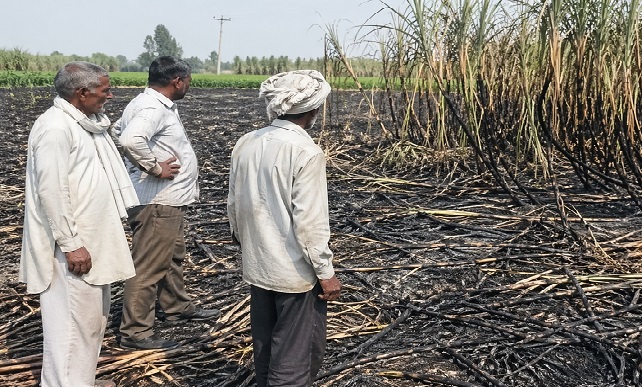 बिजली के तारों से निकली चिंगारी, गन्ने की तैयार फसल में लगी आग, 3 किसानों को लाखों का नुकसान