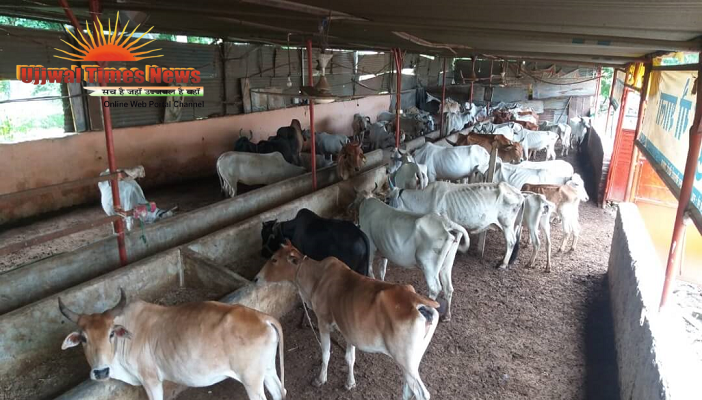 जनपद में 26 गोशालाएं एनजीओ को सौंपने की तैयारी, सर्वे शुरू