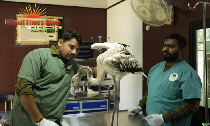 INJURED SARUS CRANE AND HEAT-STRESSED FLAMINGO JUVENILE RESCUED IN MATHURA
