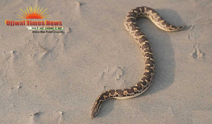 THREE NEAR-THREATENED COMMON SAND BOAS RESCUED FROM GOVERNMENT GODOWN IN AGRA BY WILDLIFE SOS AND FOREST DEPARTMENT