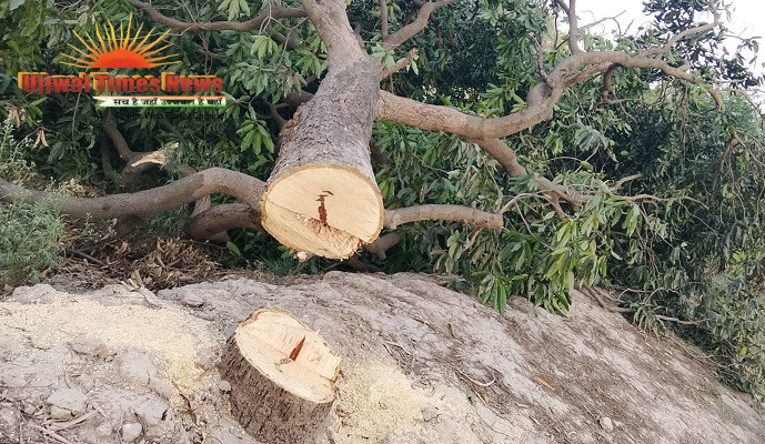 हरदोई में हरे पेड़ों की कटान का मामला गरमाया, कांग्रेस जिलाध्यक्ष ने डीएम से लगाई रोक की गुहार