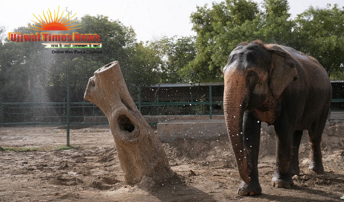 POOLS, POPSICLES AND SPRINKLERS: WILDLIFE SOS STEPS UP SUMMER CARE FOR RESCUED ANIMALS