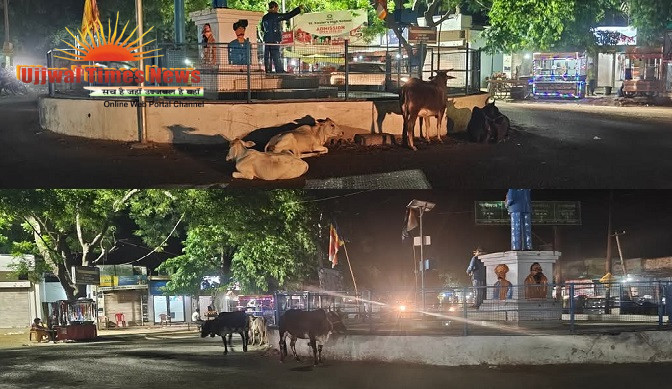 गौ संरक्षण के दावों पर सवाल: प्रताप नगर चौराहे पर आवारा गौवंश बने हादसों की वजह, स्थानीय लोगों में बढ़ी चिंता