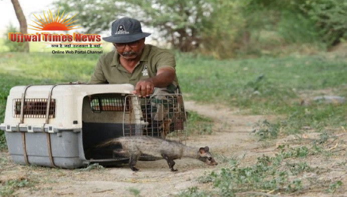 WILDLIFE SOS RESCUES ASIAN PALM CIVET FROM LIC OFFICE LIBRARY IN AGRA