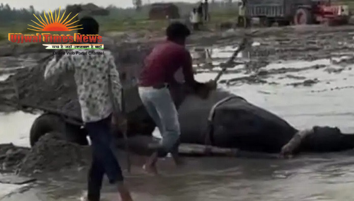 भैंसे की क्षमता से ज्यादा रेत भरना और फिर उसके साथ क्रूरता का विडियो वायरल, पुलिस जांच में जुटी