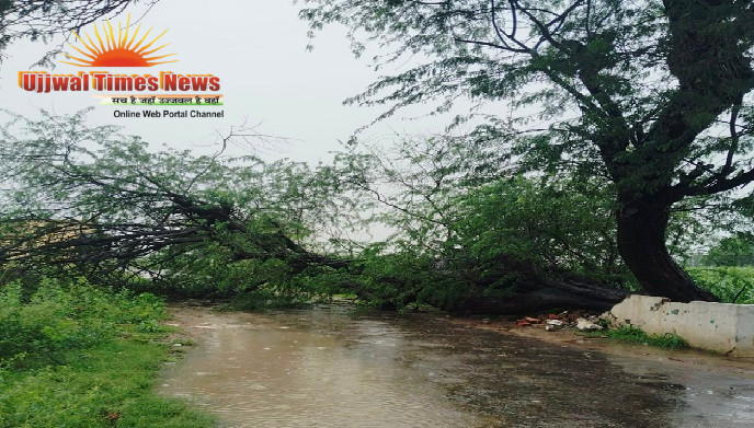 उच्च क्षमता की बिजली लाइन पर गिरा विशाल पेड़, चार घंटे तक अंधेरे में रहा खेकड़ा, दिनभर ट्रिपिंग से लोग परेशान
