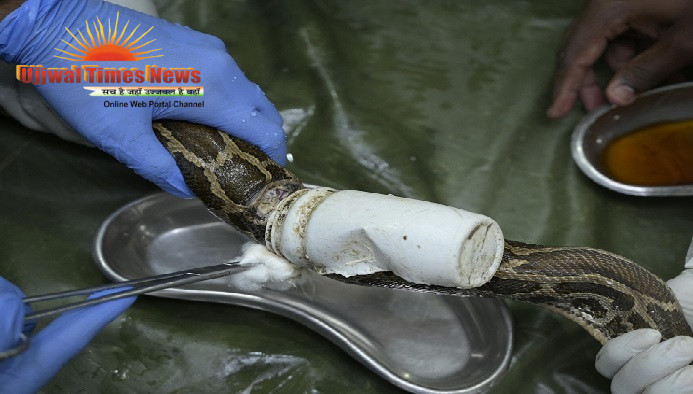CHOKED BY PLASTIC & DISCARDED WIRE, AN EIGHT-FOOT PYTHON FIGHTS FOR SURVIVAL: WILDLIFE SOS RESCUES TWO REPTILES IN AGRA