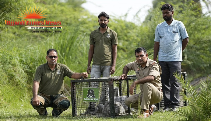 9-FOOT-LONG CROCODILE STRAYS INTO VILLAGE, SAFELY RELOCATED BY WILDLIFE SOS