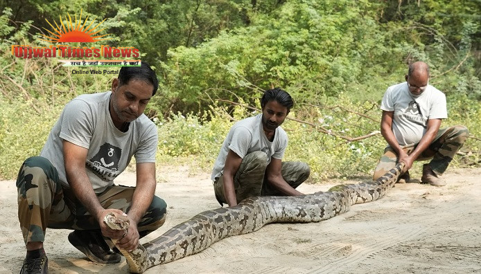 A MASSIVE PYTHON IN THE CROPS, A SAND BOA IN A TEMPLE: WILDLIFE SOS CARRIES OUT TWO REPTILE RESCUES IN AGRA