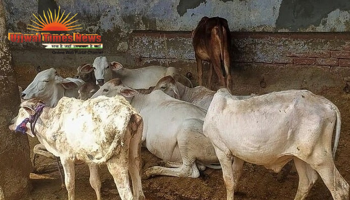 लम्पी पर वार: खेकड़ा में एक दिन में 500 पशुओं का टीकाकरण, गांवों में पहुंचीं स्वास्थ्य विभाग की टीमें