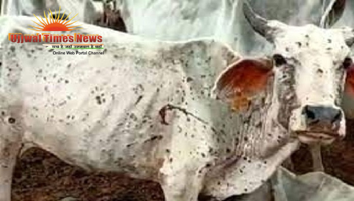 खेकड़ा में लम्पी वायरस का तांडव: 200 से अधिक गोवंश संक्रमित, कई की मौत, पशुपालकों में मचा हाहाकार