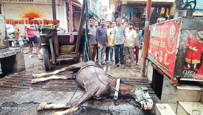 बिजली के करंट से घोड़े की मौत से आक्रोशित लोगों ने विद्युत विभाग के खिलाफ किया प्रदर्शन
