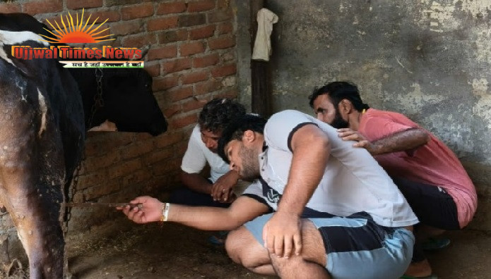 लंपी बीमारी से गाय की मौत, 17 पशु बीमार, गढ़ी कलंजरी में पशुपालकों की बढ़ी चिंता