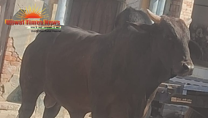 गौवंश नंदी की तेरहवीं पर जुटा समाज, किया भंडारे का आयोजन