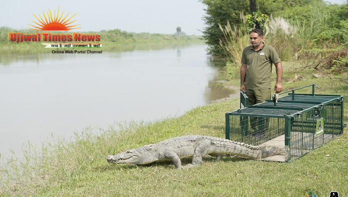 7-FOOT MARSH CROCODILE STRAYS INTO VILLAGE FIELD, RESCUED BY WILDLIFE SOS