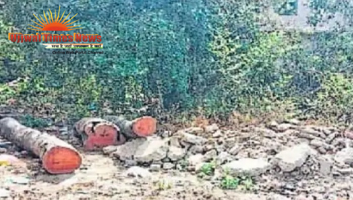 सरकारी जमीन पर पेड़ों पर चला कुल्हाड़ा और आरा, विरोध होते ही भागे ठेकेदार-मजदूर