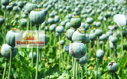 अफीम पोस्त